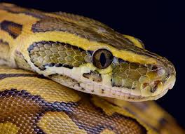 African rock python pic